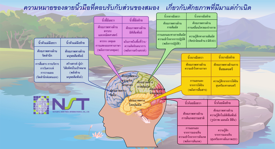 ตัวอย่างหน้าสมองในรายงาน